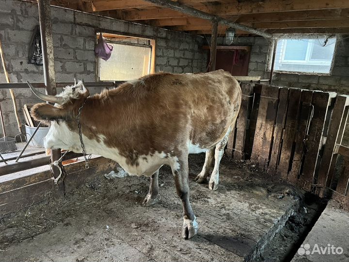 Телки на мясо