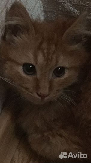 Кошка и котята