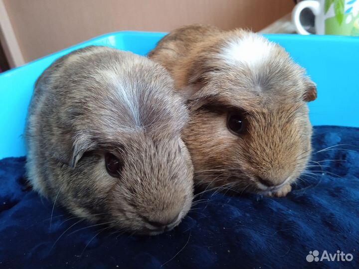 Морские свинки девочки