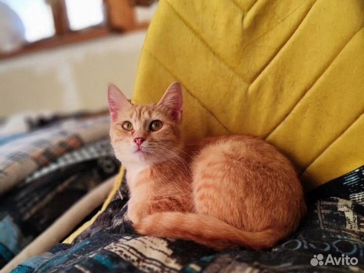 Котенок девочка 4 мес