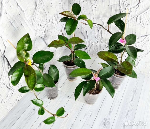 Хойя Bella, Tricolor(спорт) и Carnosa