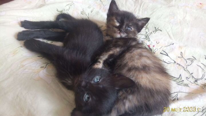 Отдам котенка в добрые руки