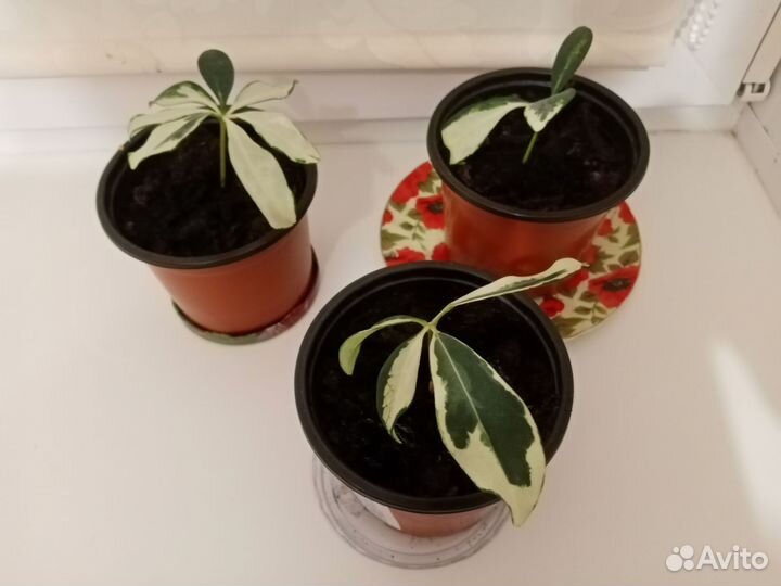 Комнатные цветы шефлера