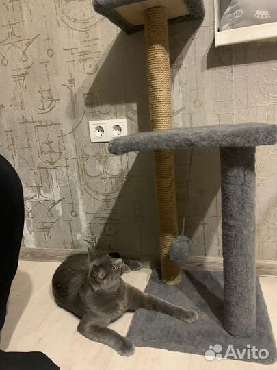 Когтеточка