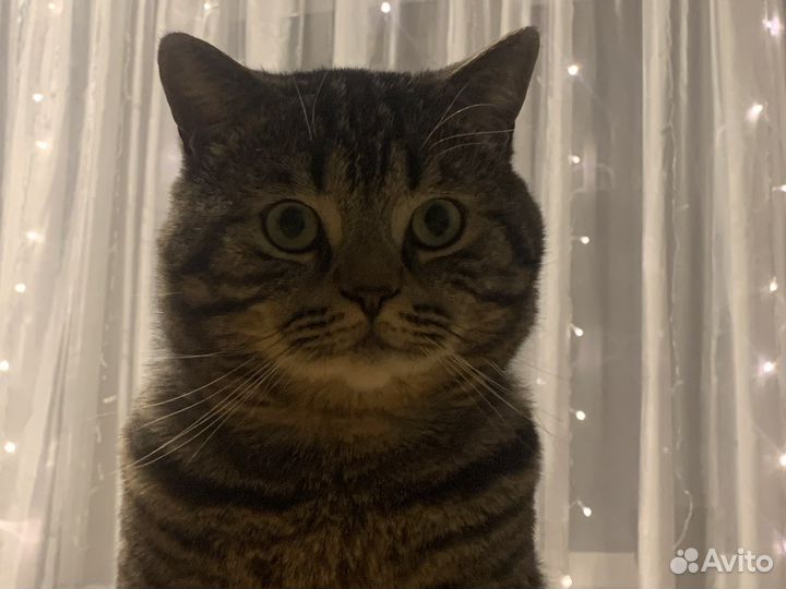 Кот на вязку британец