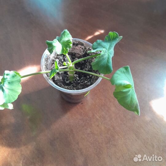 Сортовая пеларгония.Passat