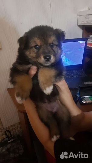 Щенок в добрые руки