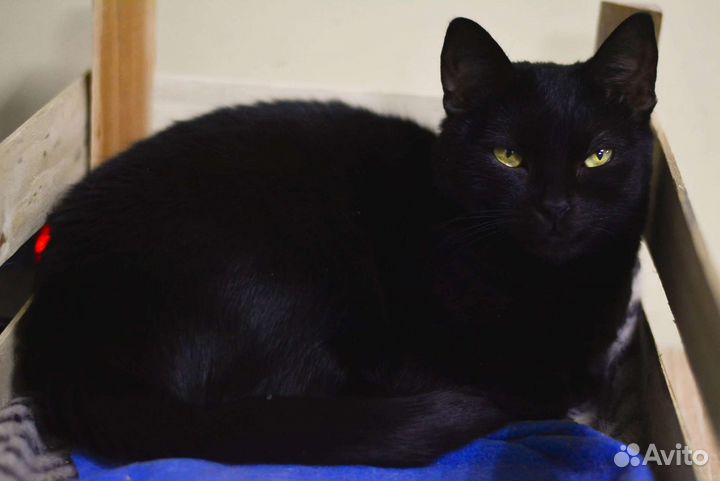 Кошка бесплатно