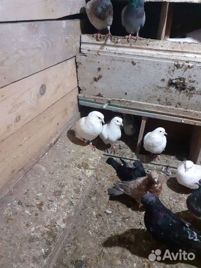 Голуби лётные бойные