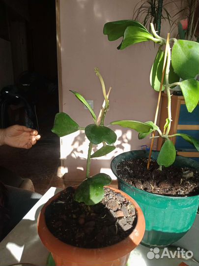 Хоя Валентинка