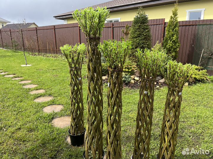 Плетеное дерево из ивы американки