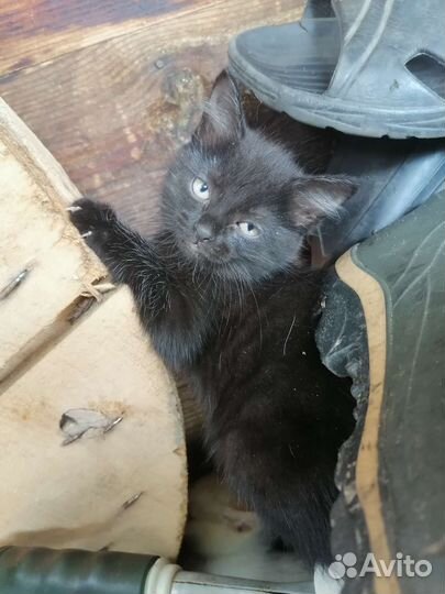 Кошка в дар