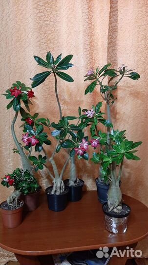 Комнатные цветы адениум