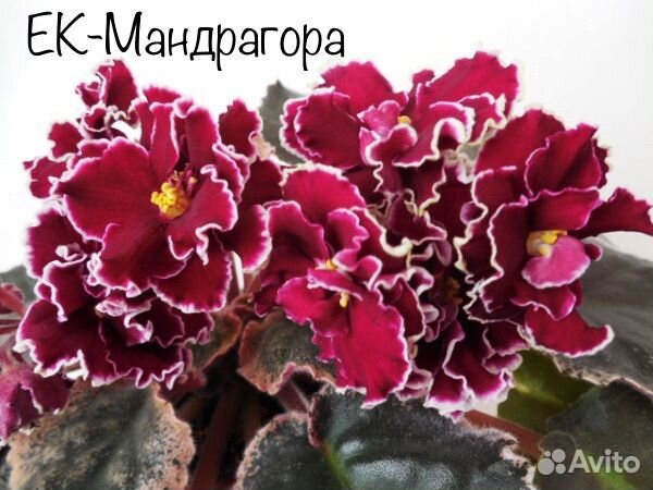 Сортовые фиалки