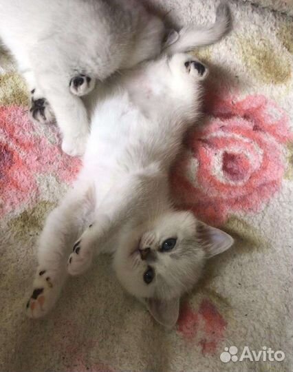 Шиншиллята драгоценных окрасов серебро