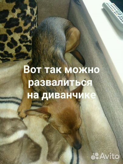 Передержка животных