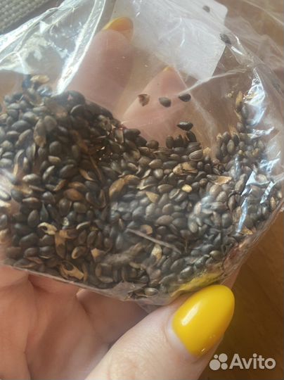 Семена сосна мугус горная