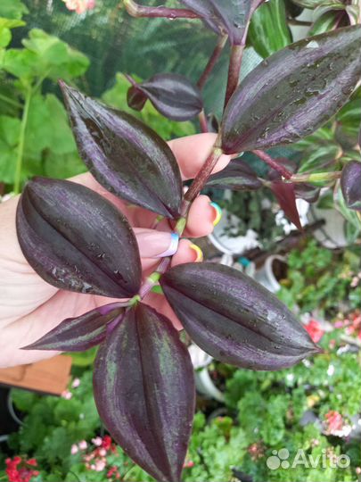 Комнатные растения цветы