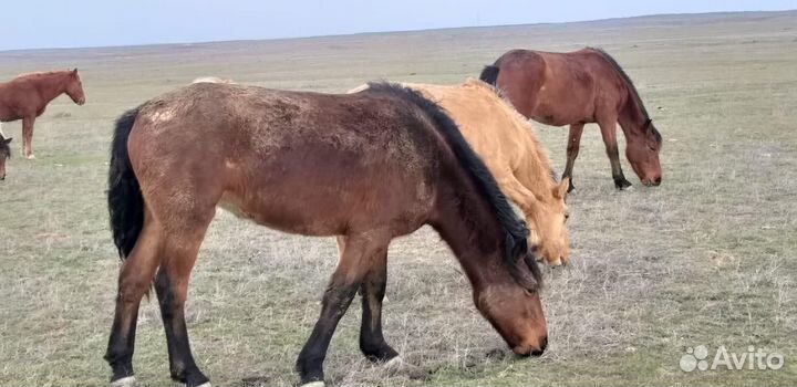 Продам лошадь