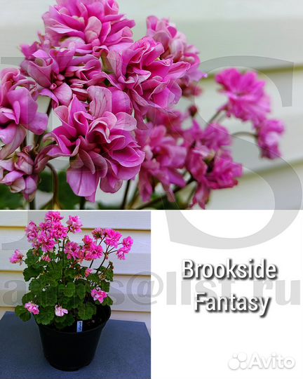 Зональные пеларгонии / герань