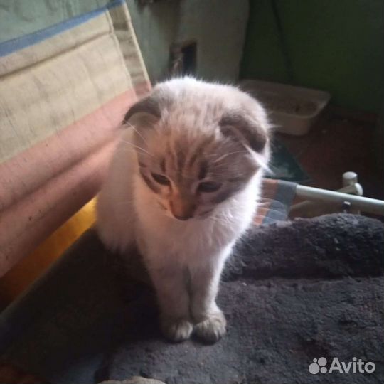 Кошка в дар бесплатно