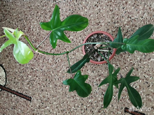 Филодендрон маска