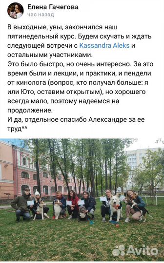 Групповые тренировки для щенков