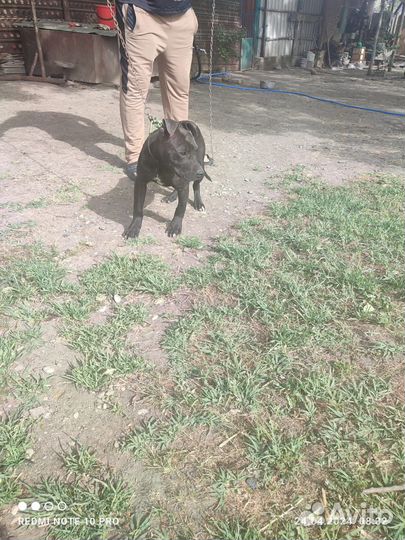 Собака Пит буль