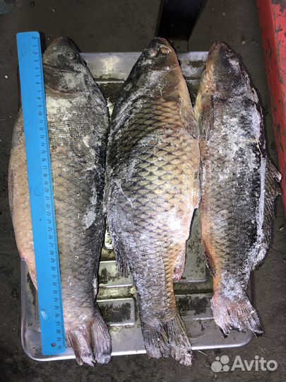 Опт речная рыба