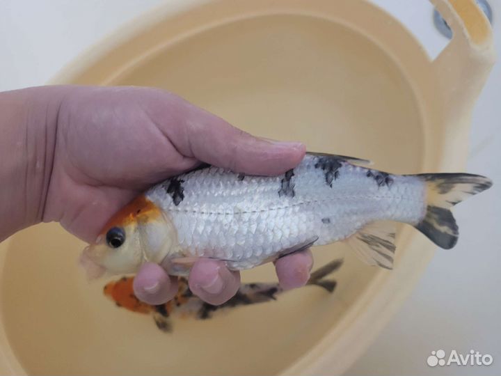 Мальки карпа кои