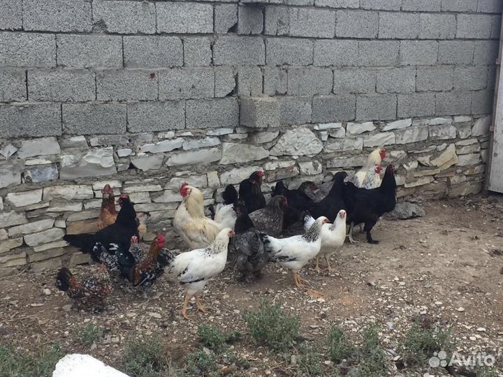 Куры несушки