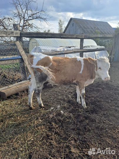 Телята симменталы