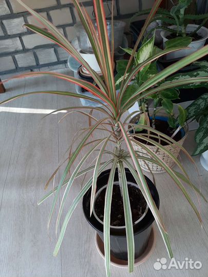 Пальма драцена,хамедорея