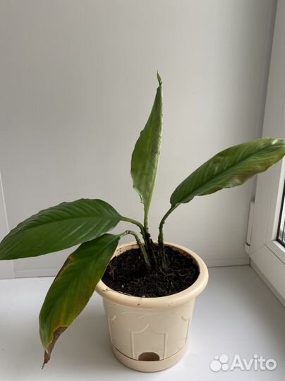 Спатифиллум (цветы)