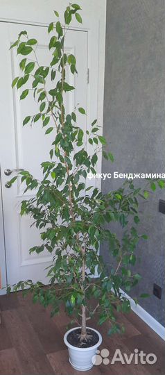 Цветы для дома замиокулькас фикус диффенбахия