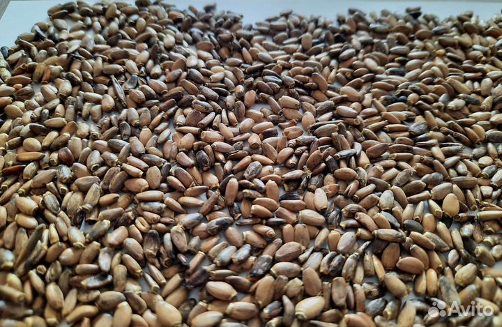 Расторопша Семена расторопши