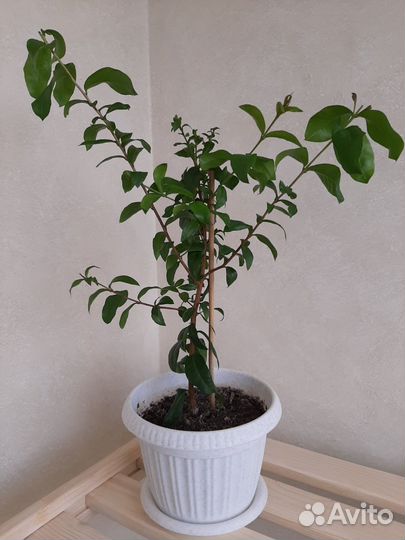 Мирт крупнолистный