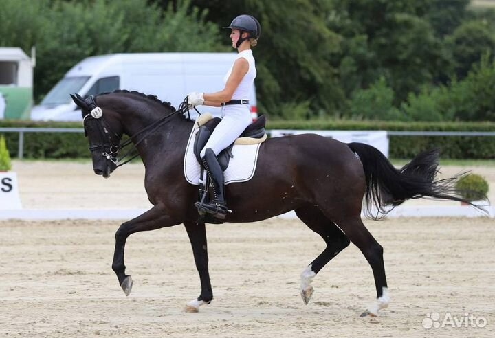 Выездковая кобыла от De Niro