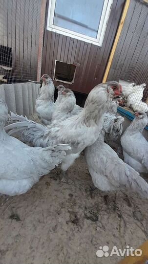 Петух амераукана лаванда