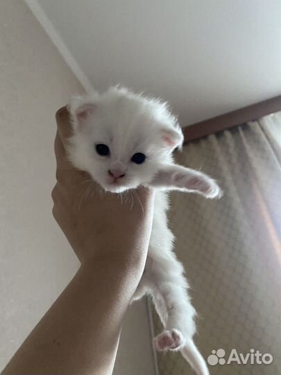 Котята мейн-кун