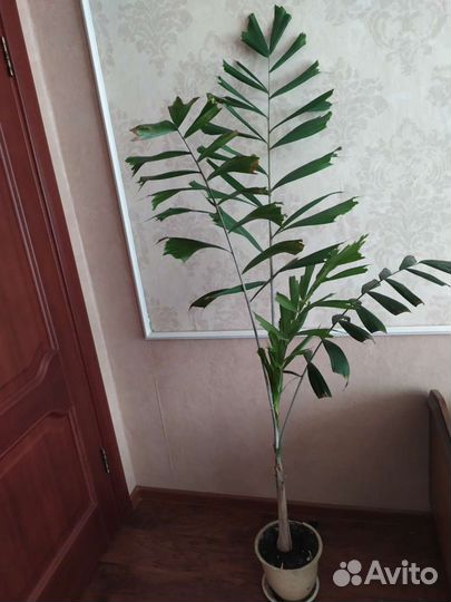 Винная пальма (кариота жгучая)