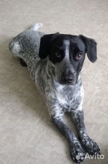 Пёс, полтора года, ищет девочку