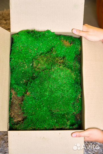 Мох стабилизированный оптом и в розницу