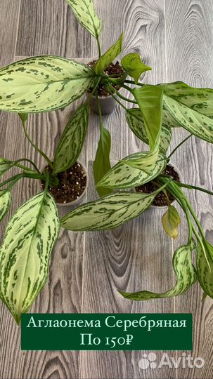 Аглаонема серебряная/ Сильвер квин