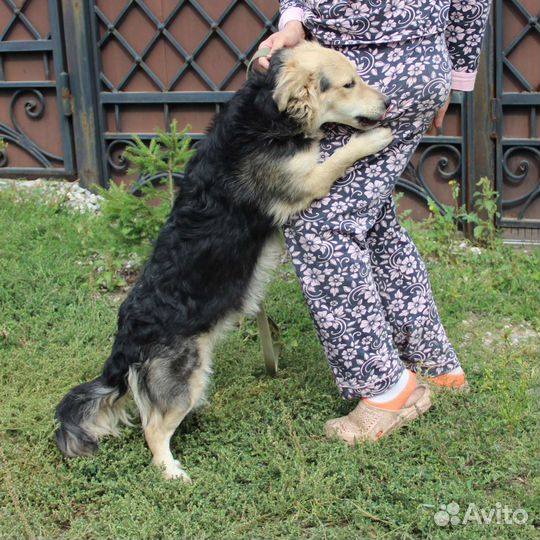 Собака в добрые руки