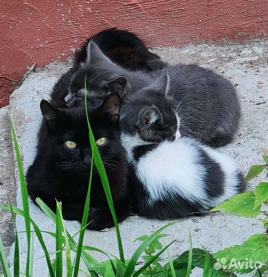 Котята в добрые руки бесплатно