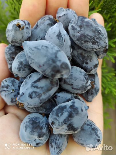 Саженцы канадской жимолости