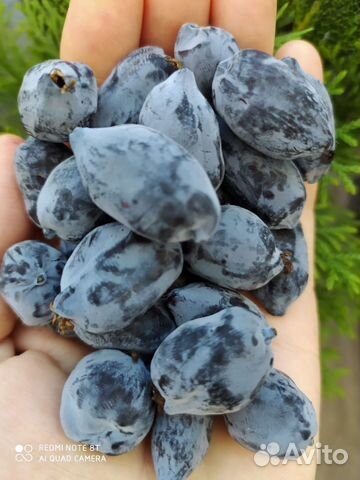 Саженцы канадской жимолости