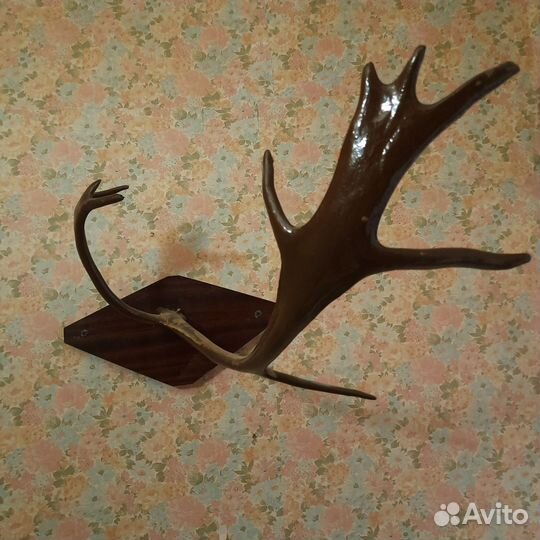 Рога для интерьера