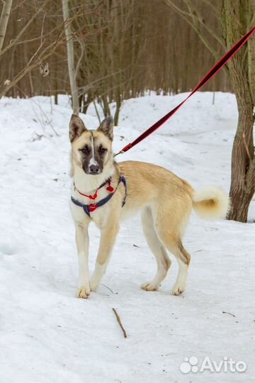 Маленькая собака в добрые руки